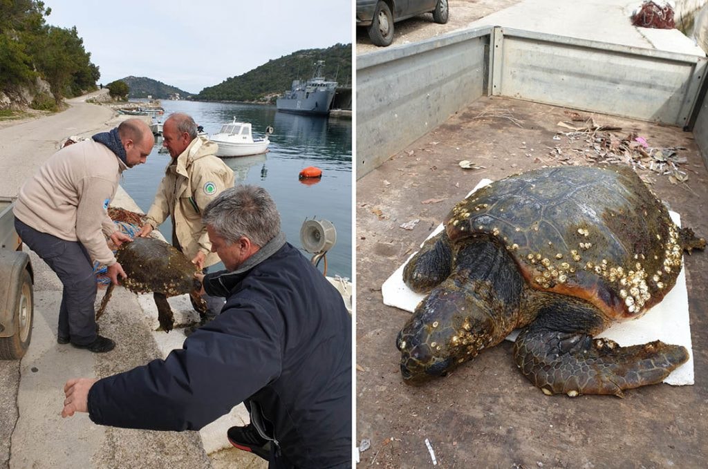 Spasili kornjaču na Lastovu i dali joj ime Koronita