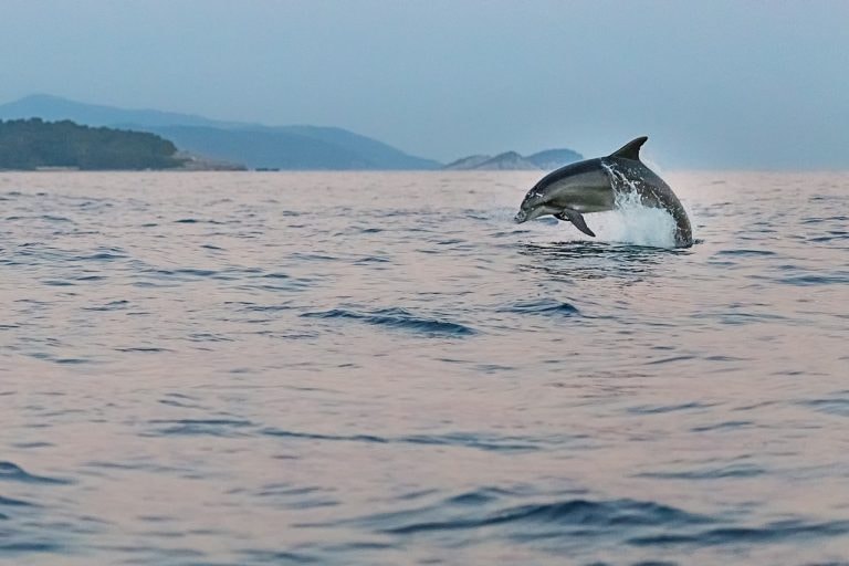 Evo kako možete saznati koje vrste morskih sisavaca obitavaju u Jadranu