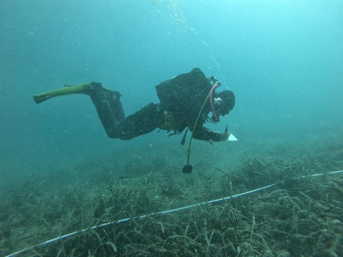 Pluća Mediterana - Mogu li ekološka trajna sidrišta postati jedno od rješenja za zaštitu posidonije?